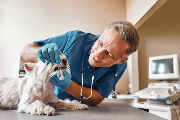 Best Tooth Infection Emergency Dentist  in Camp Barrett, VA